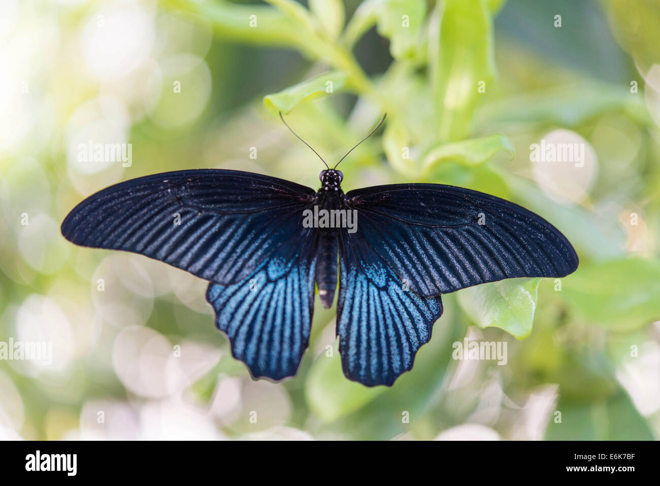 Spangle (Papilio protenor), captive, Munich Stock Photo
