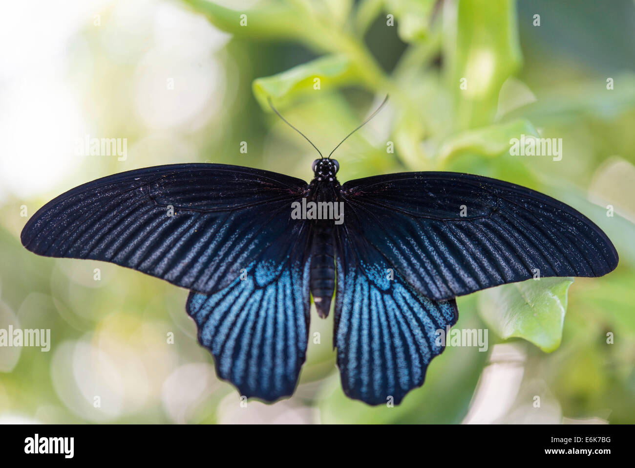 Spangle (Papilio protenor), captive, Munich Stock Photo