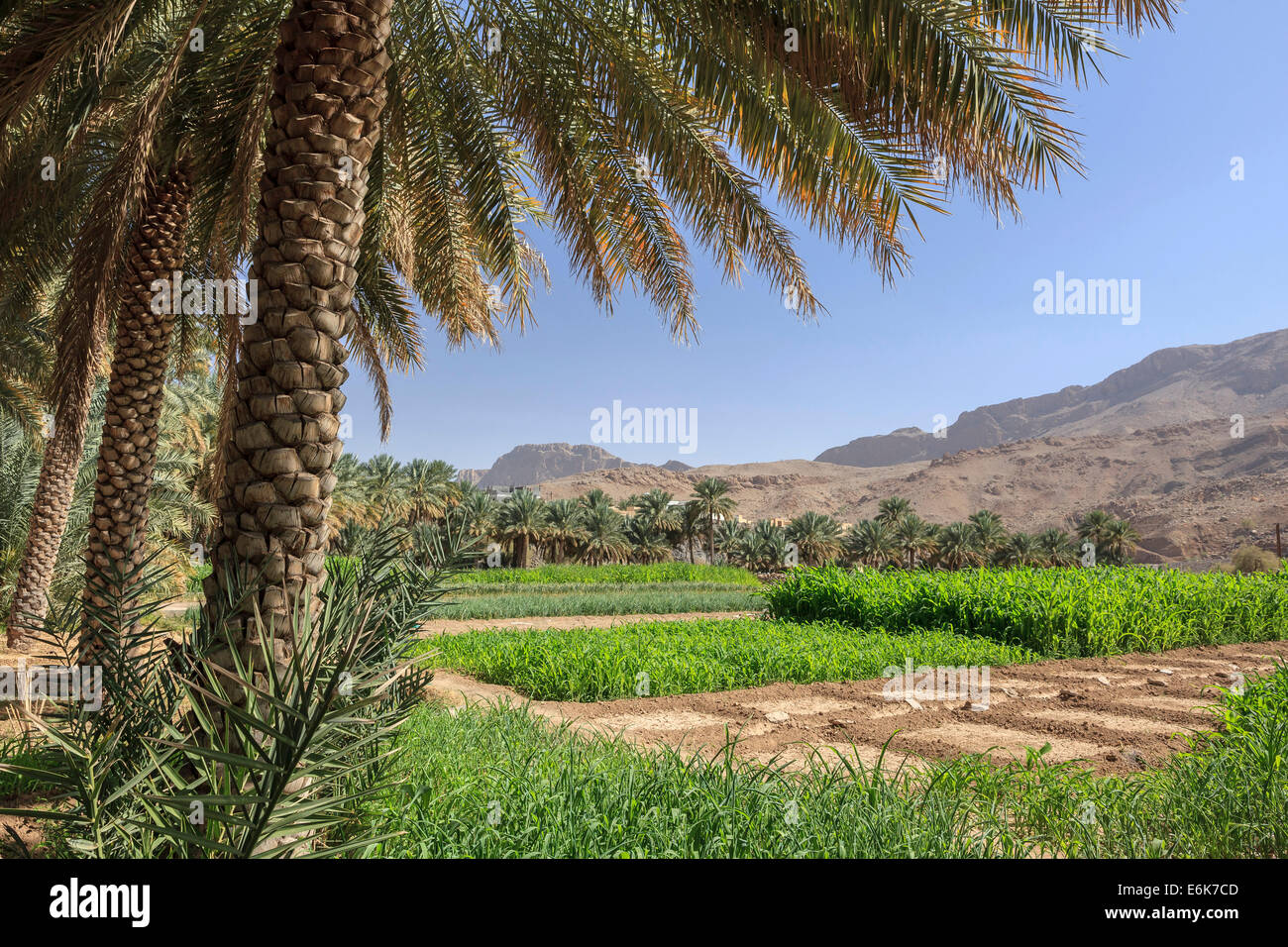 Oasis with date palms and green fields, Jebel Shams, Al Hajar Mountains, Ad Dakhiliyah Governorate, Oman Stock Photo
