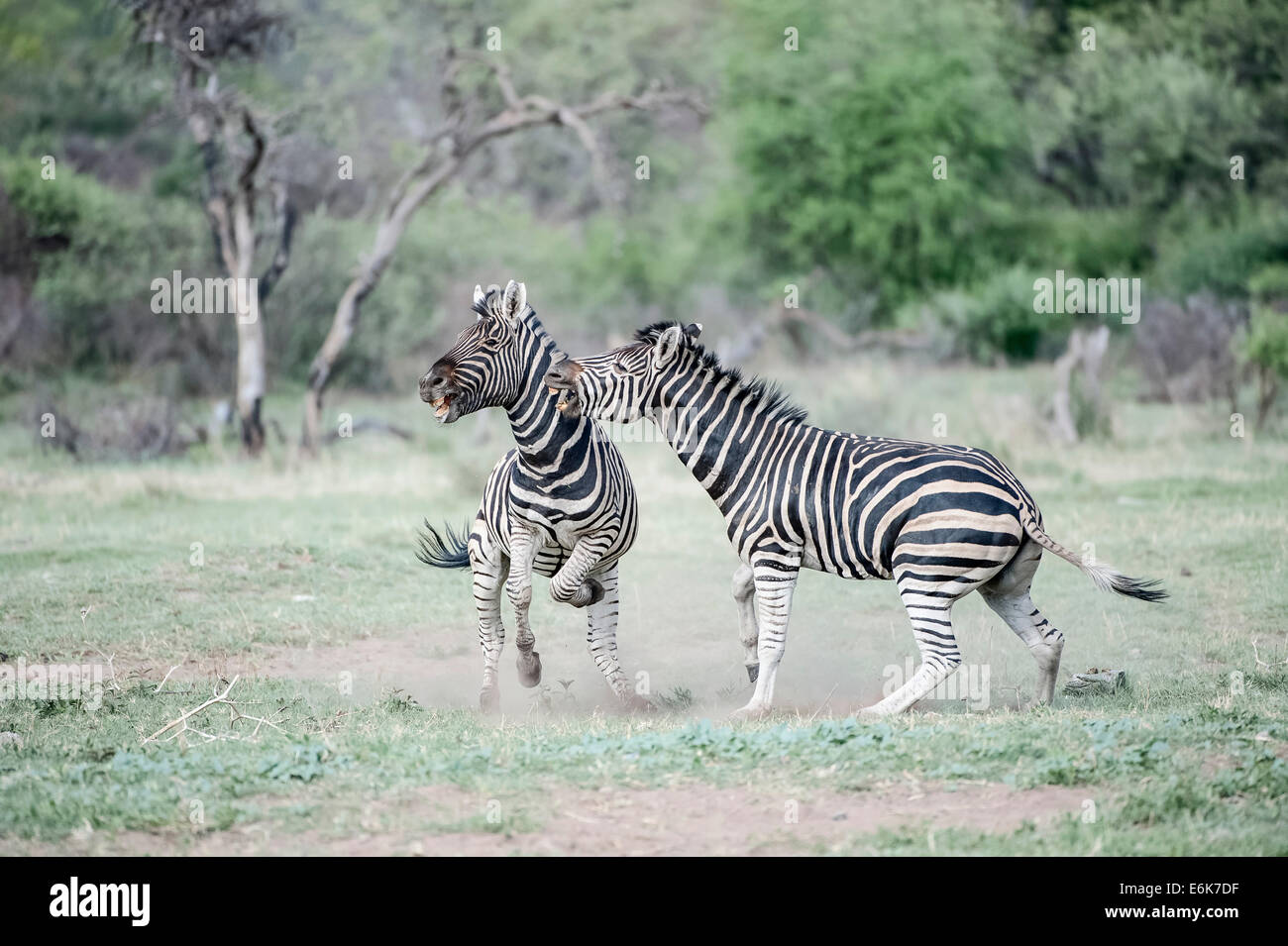 Two burchell's zebra fighting hires stock photography and images Alamy