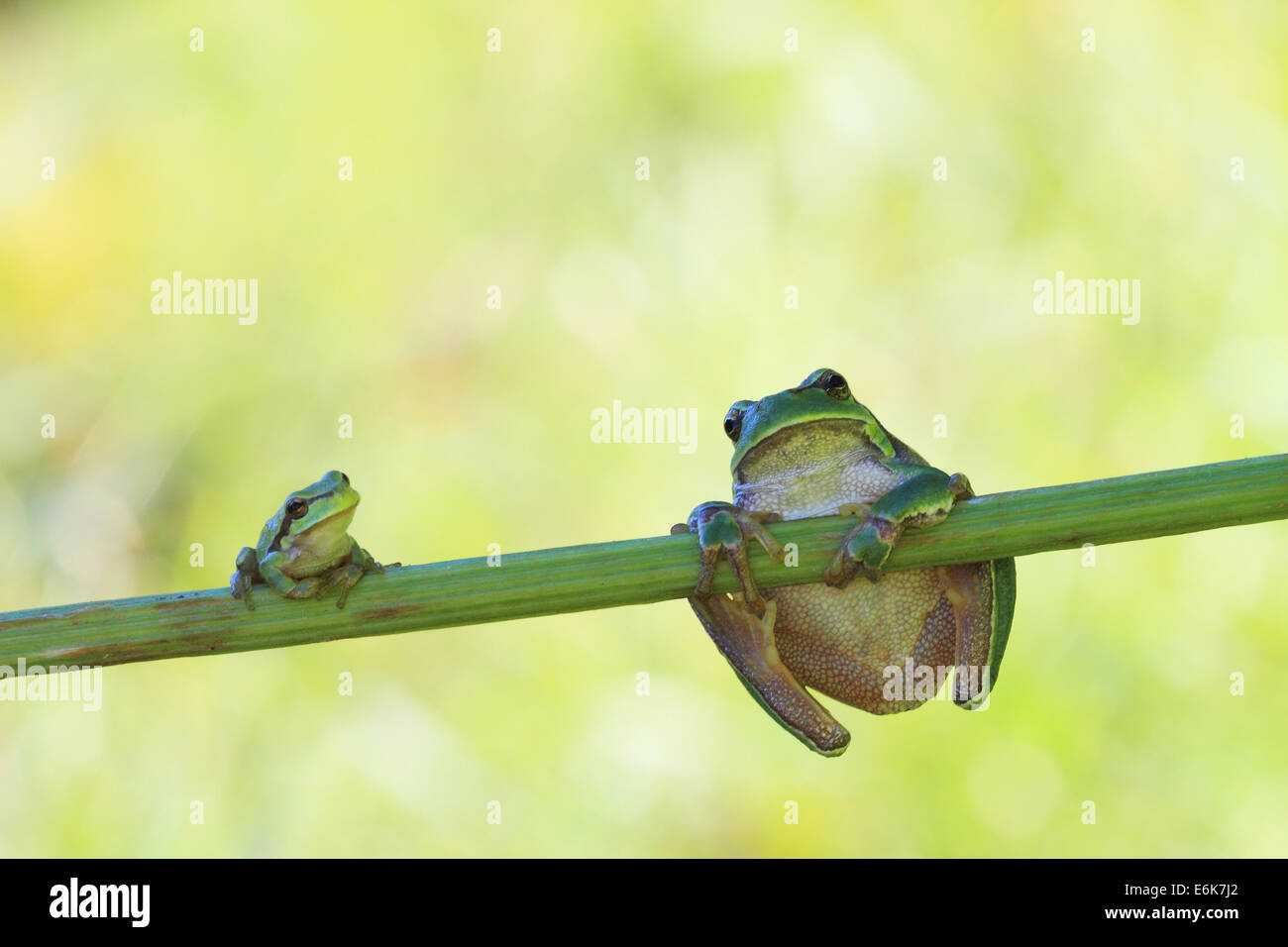 Two European Treefrogs (Hyla arborea) perched on a blade of grass, Tyrol, Austria Stock Photo