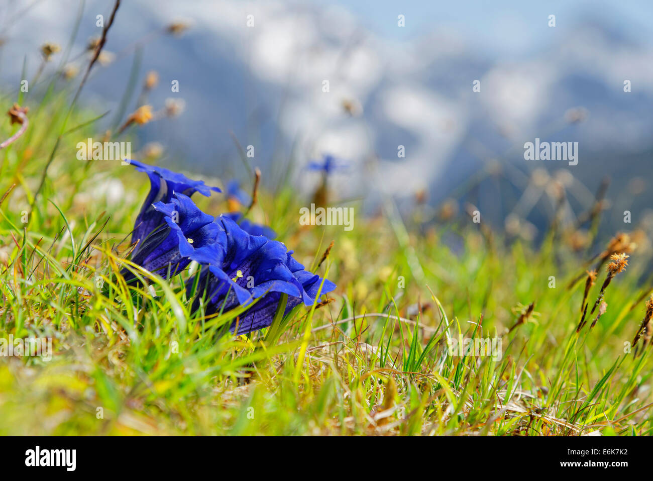 Clusius' gentian (Gentiana clusii), Garmisch-Partenkirchen District, Upper Bavaria, Bavaria, Germany Stock Photo