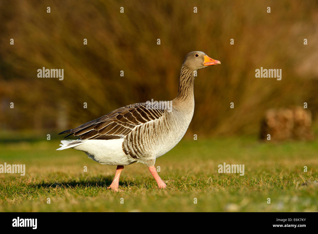 Greylag Goose (Anser anser), Canton of Zug, Switzerland Stock Photo