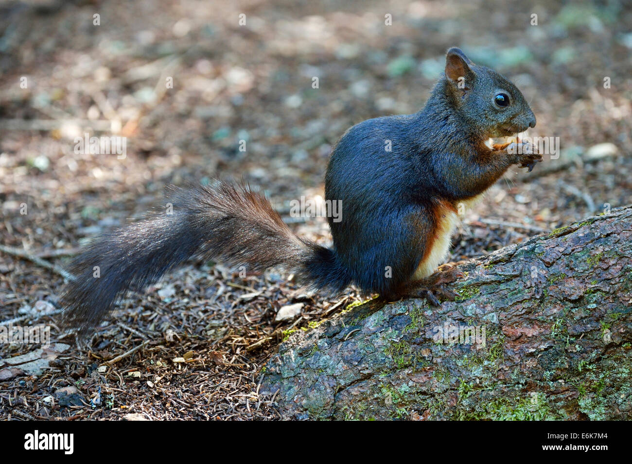 Red Squirrel (Sciurus vulgaris) feeding, Canton of Graubünden, Switzerland Stock Photo