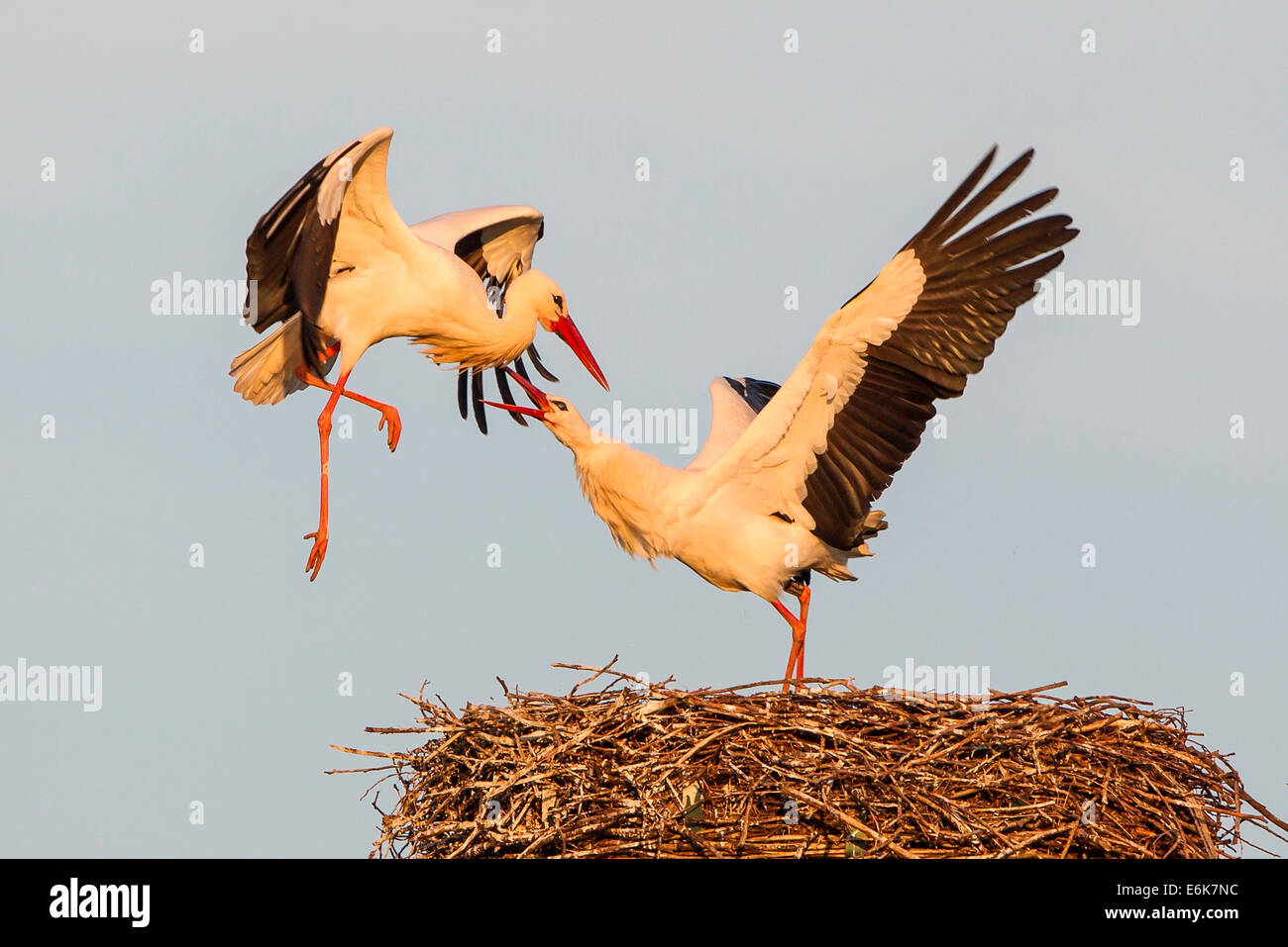 White Storks (Ciconia ciconia), female fighting off male on the nest, Hesse, Germany Stock Photo