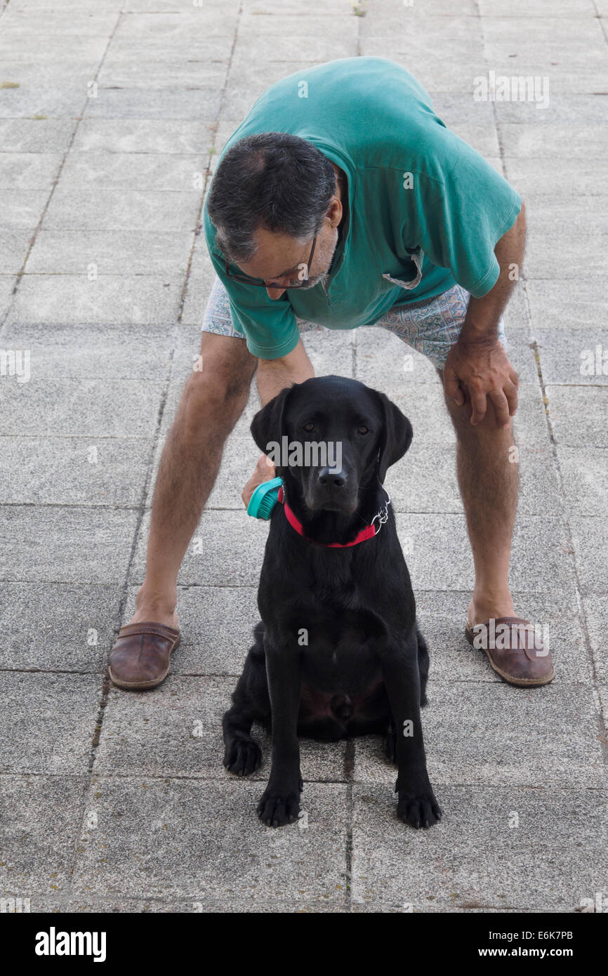 Man brushing black labrador retriever dog's hair Stock Photo