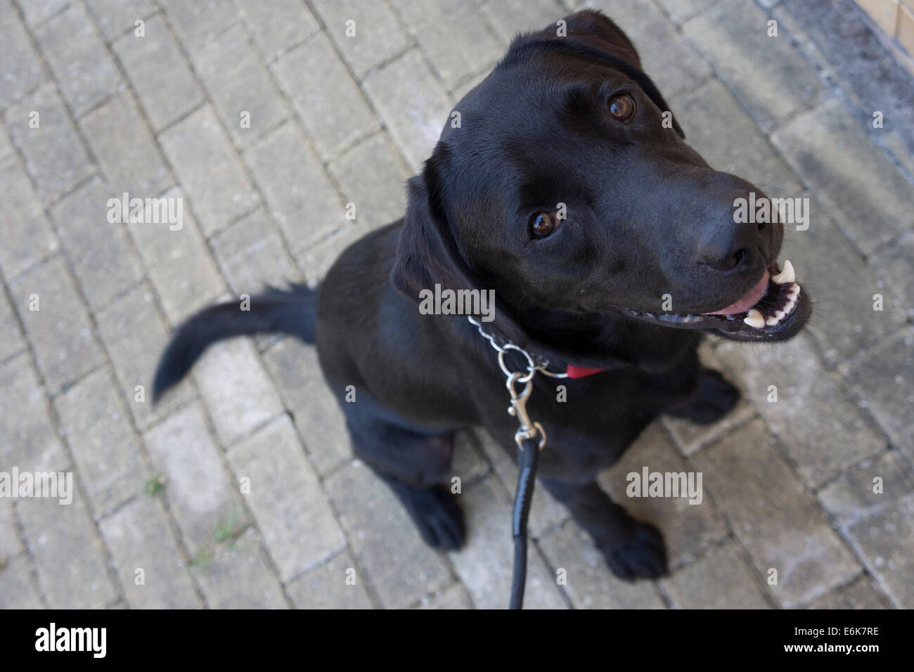 Black Labrador Retriever dog on leash sitting and looking up Stock Photo