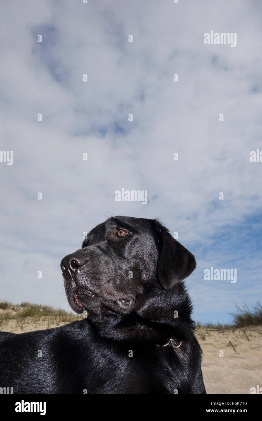 Black Labrador Retriever dog lying down at the beach in front of a sand