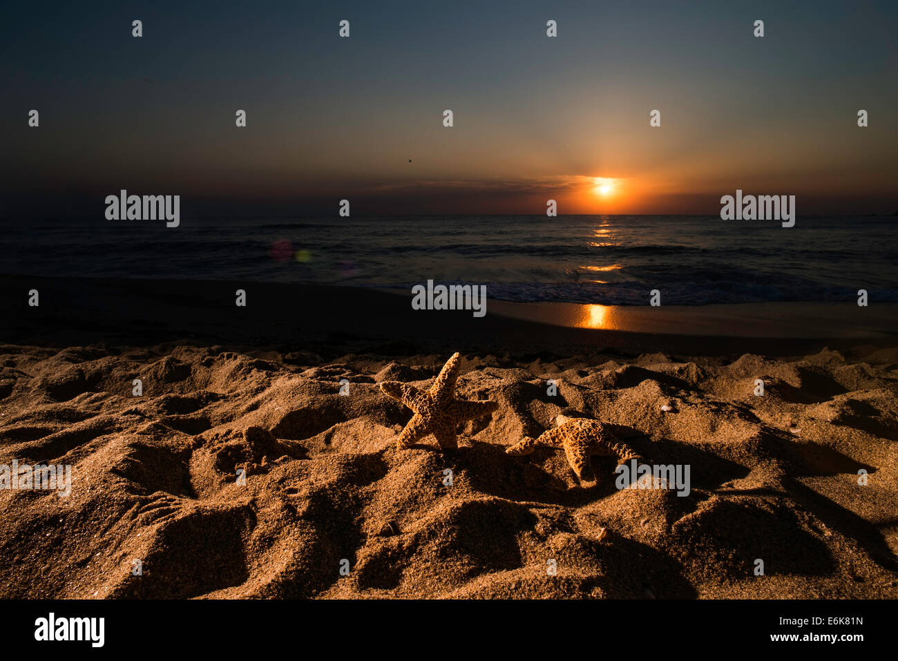 Sunrise on the beach. Shells in closeup Stock Photo - Alamy