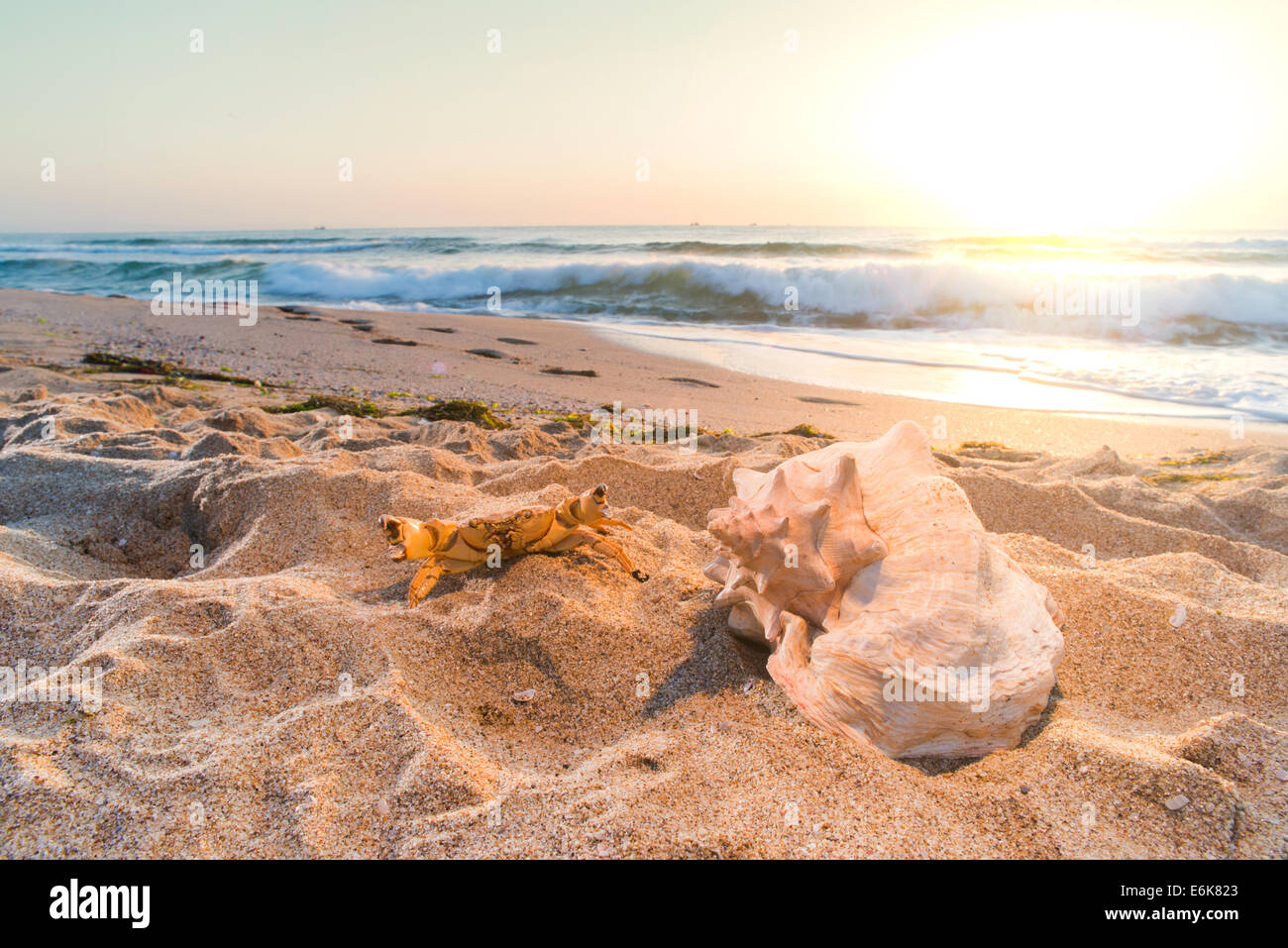 Sunrise sea shell hi-res stock photography and images - Alamy