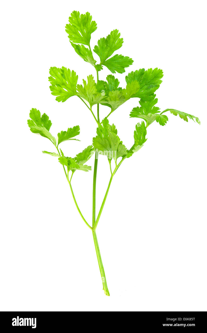 parsley isolated on white background Stock Photo