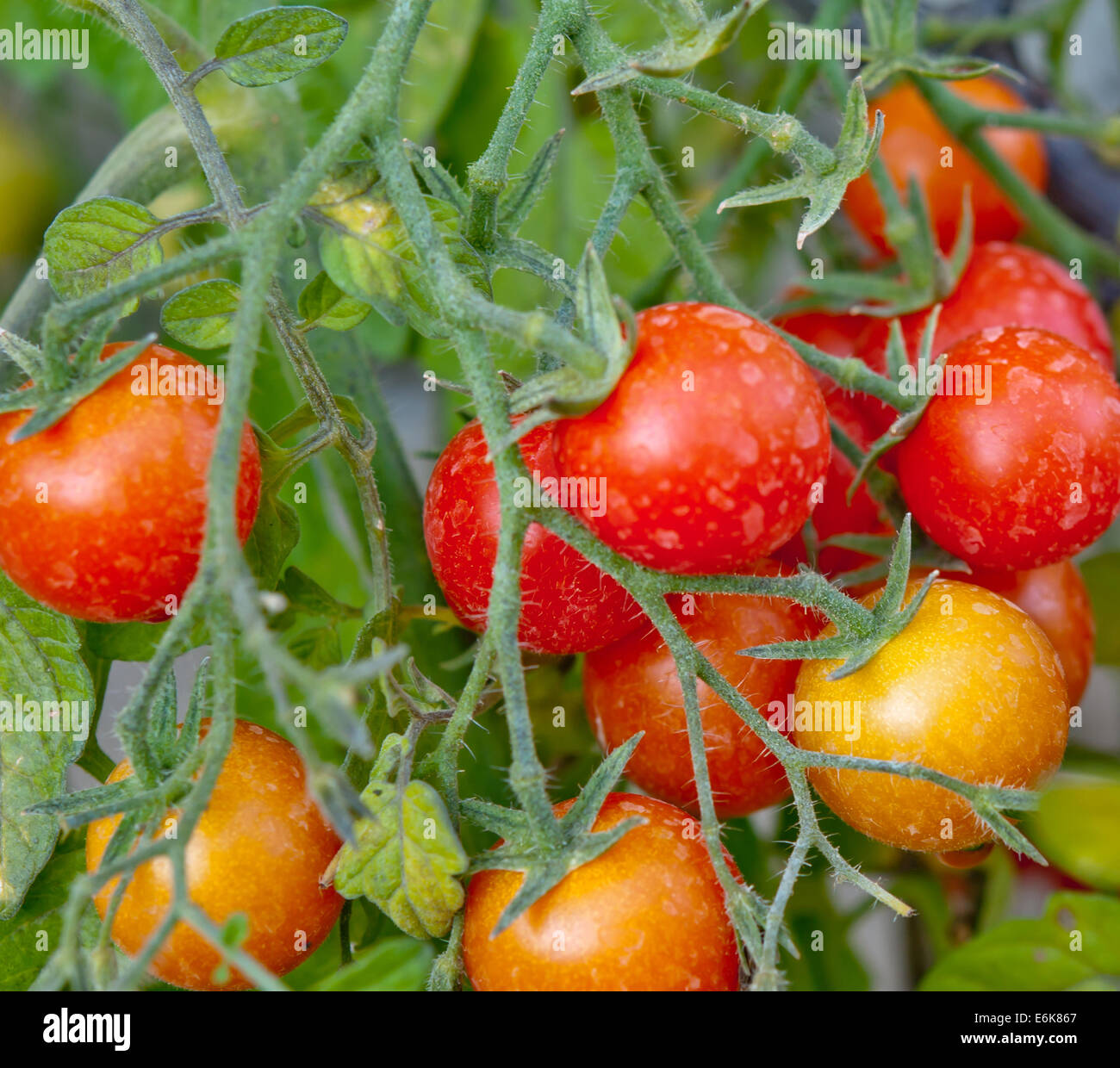 ripe garden tomatoes ready for picking Stock Photo Alamy