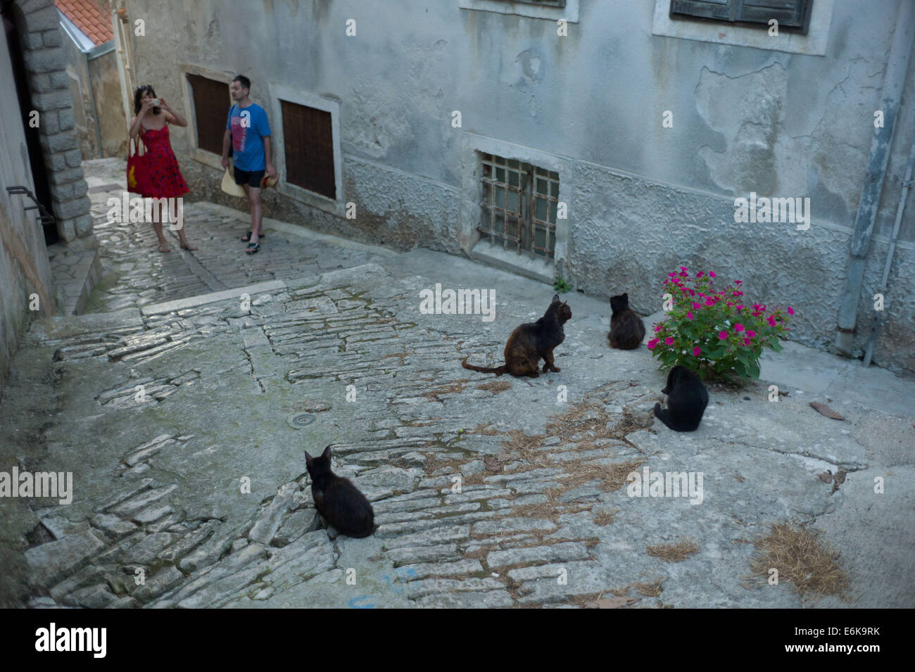 Tourists photographing cats in the labyrinth of alleyways that make up the old town area of Mali Losinj, Losinj Island Croatia Stock Photo