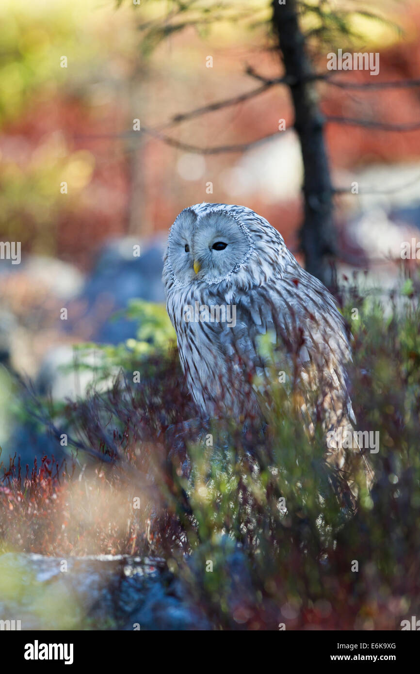 Habichtskauz Ural Owl  strix uralensis sitting Stock Photo