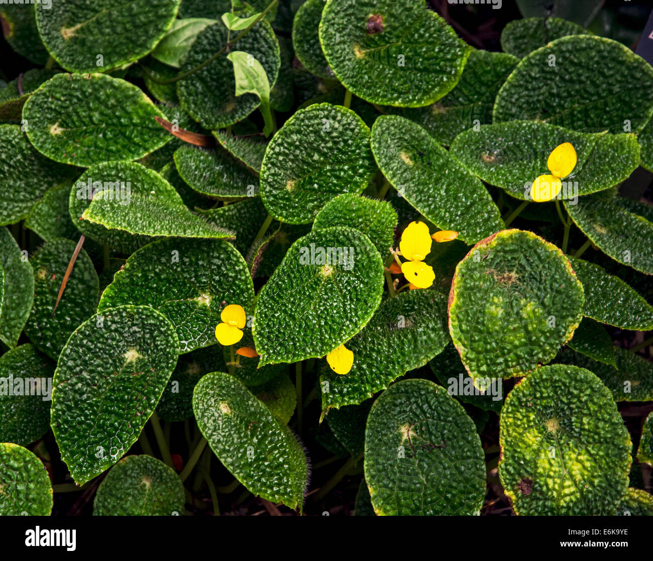 Begonia microsperma (ficicola) is yellow-flowered african species. Stock Photo