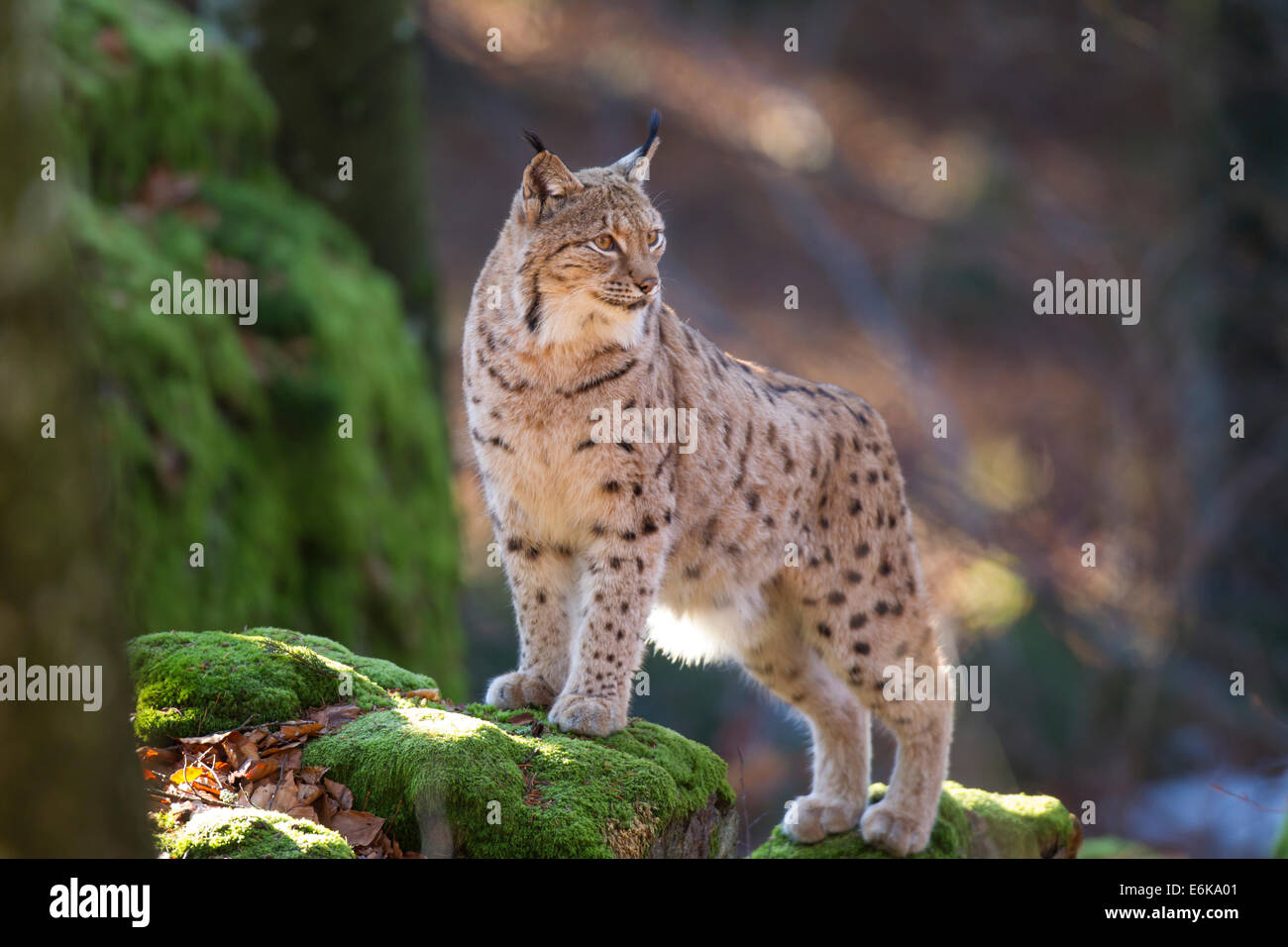 Eurasian lynx Eurasischer Luchs lynx lynx Stock Photo