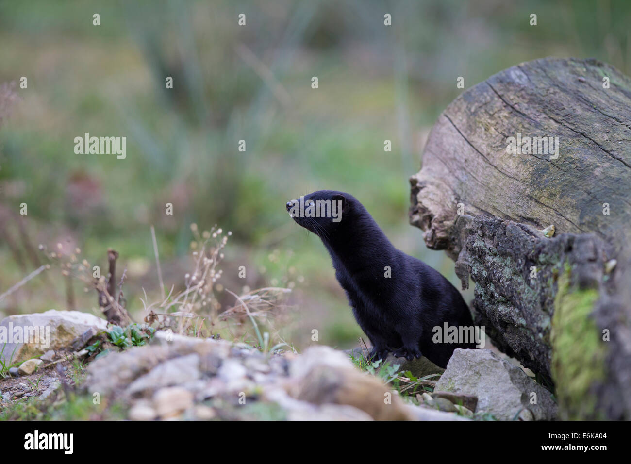 American mink Amerikanischer Mink Mustela vison Stock Photo