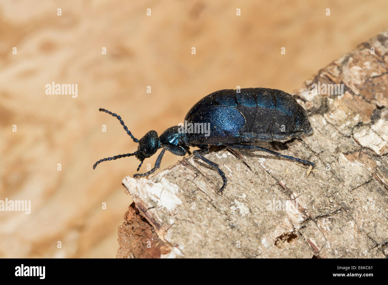 Blasenkaefer Blister beetles Maiwurm Meloidae Oelkaefer Pflasterkaefer Stock Photo