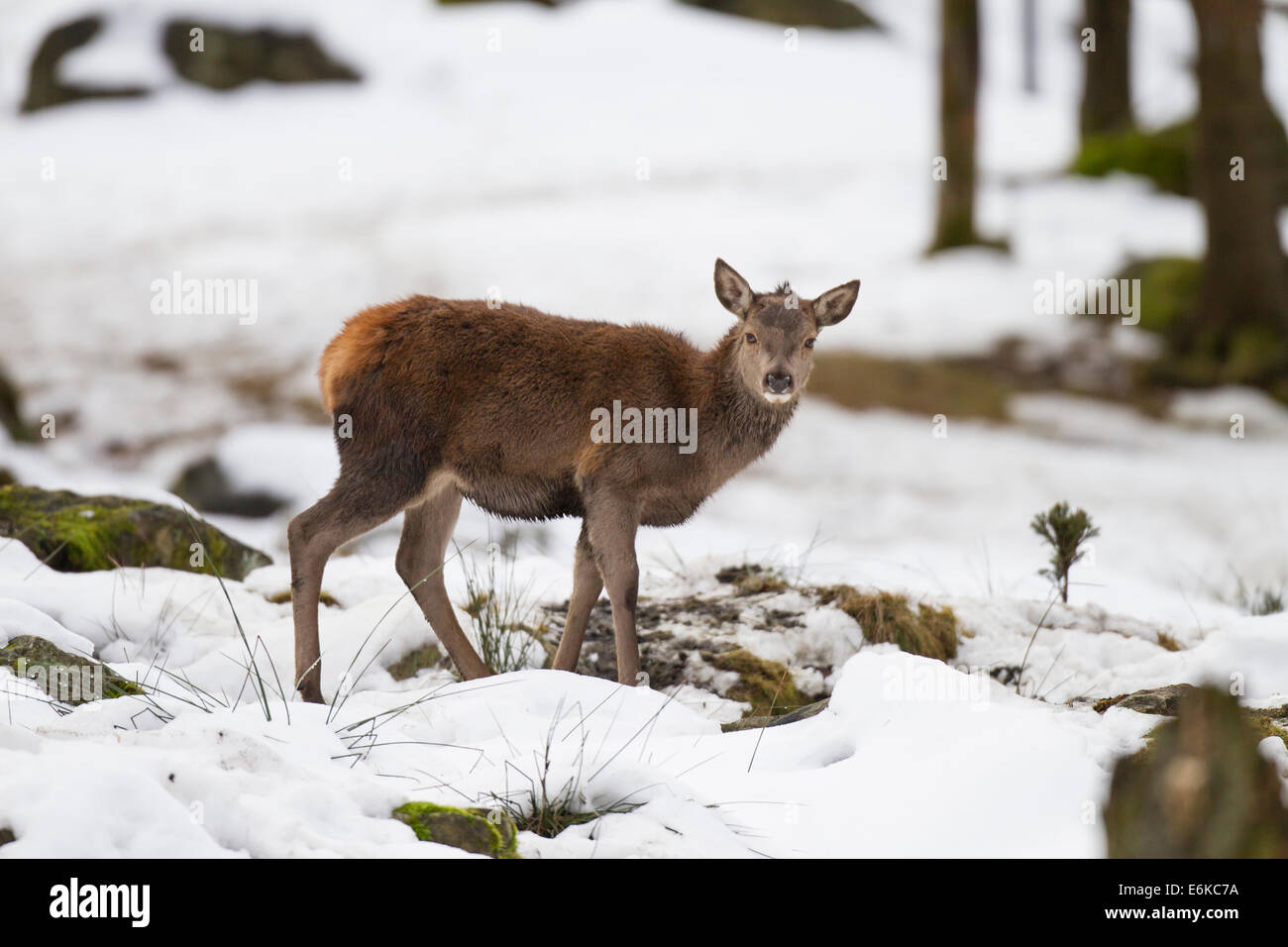 Artiodactyla Cervus elaphus Hirsch Rothirsch red deer Stock Photo