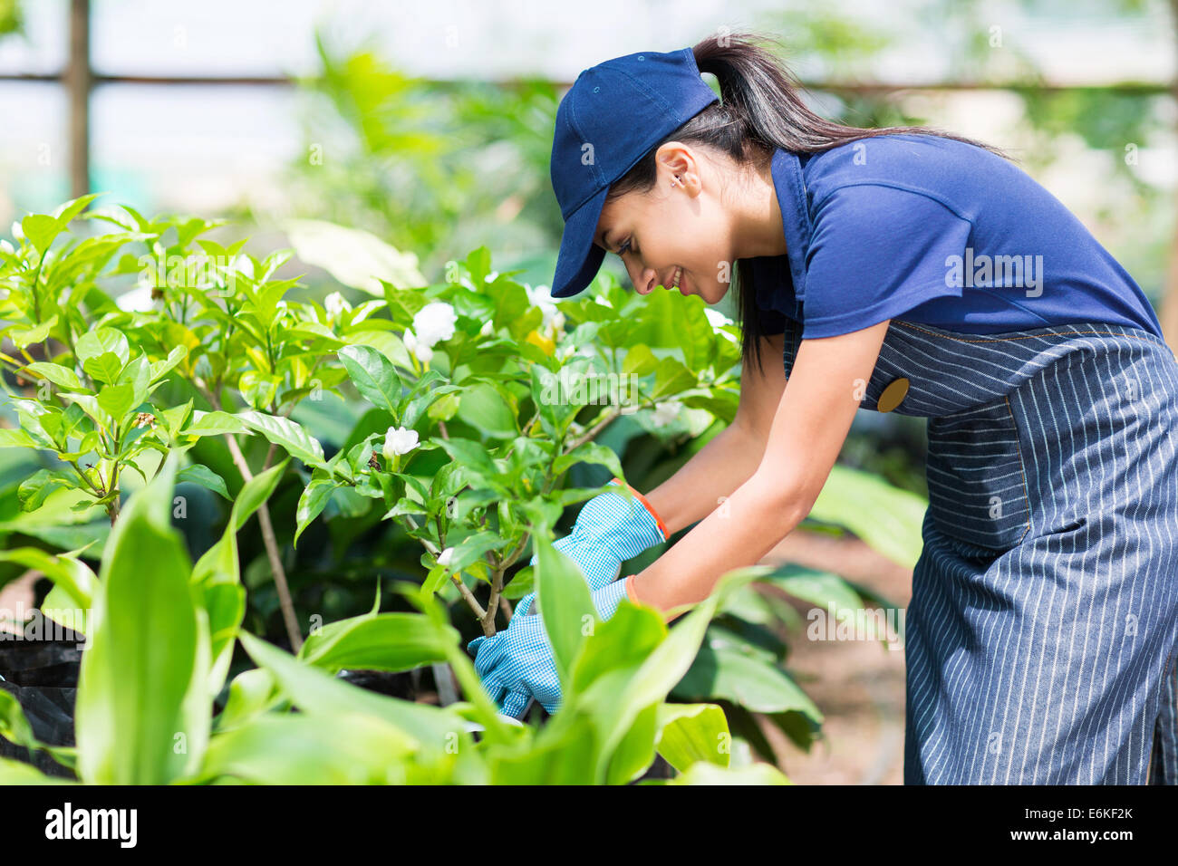 beautiful female nursery worker working in greenhouse Stock Photo Alamy