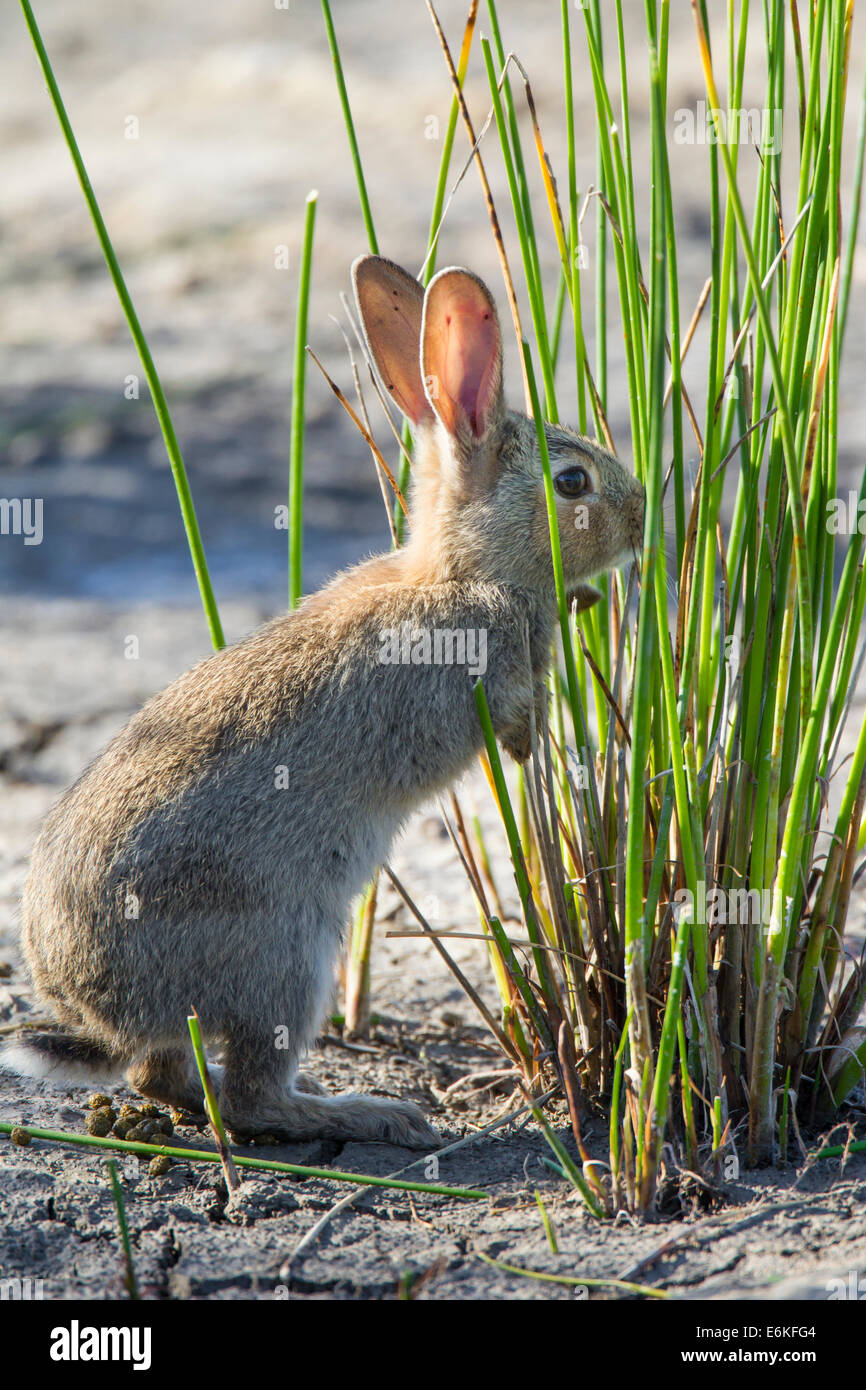 European rabbit Kaninchen Oryctolagus cuniculus Stock Photo
