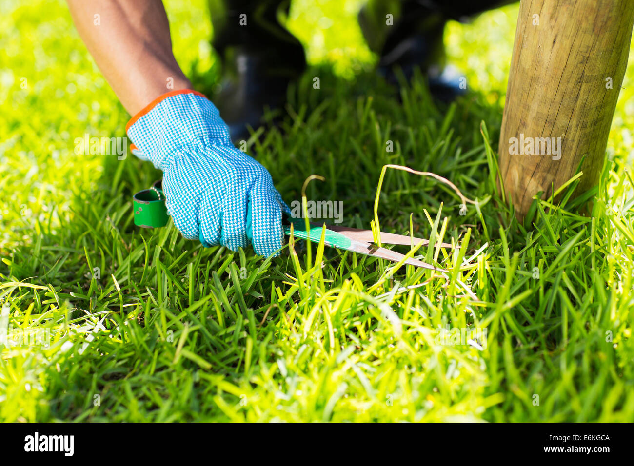 Cutting Grass With Scissors High Resolution Stock Photography and