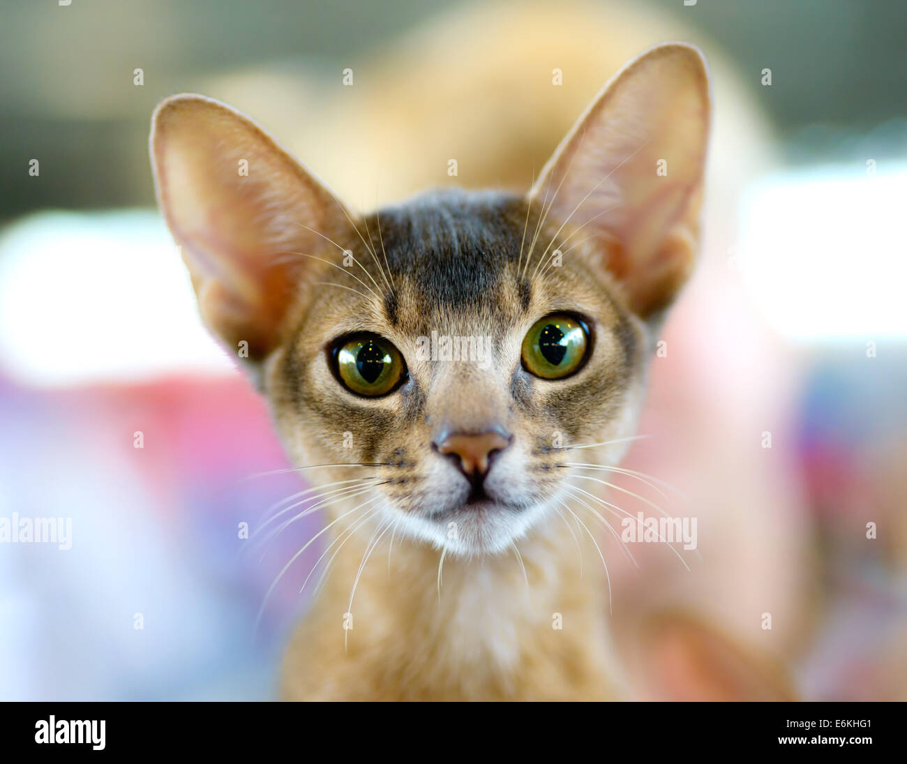 Animals: close-up portrait of young abyssinian cat Stock Photo