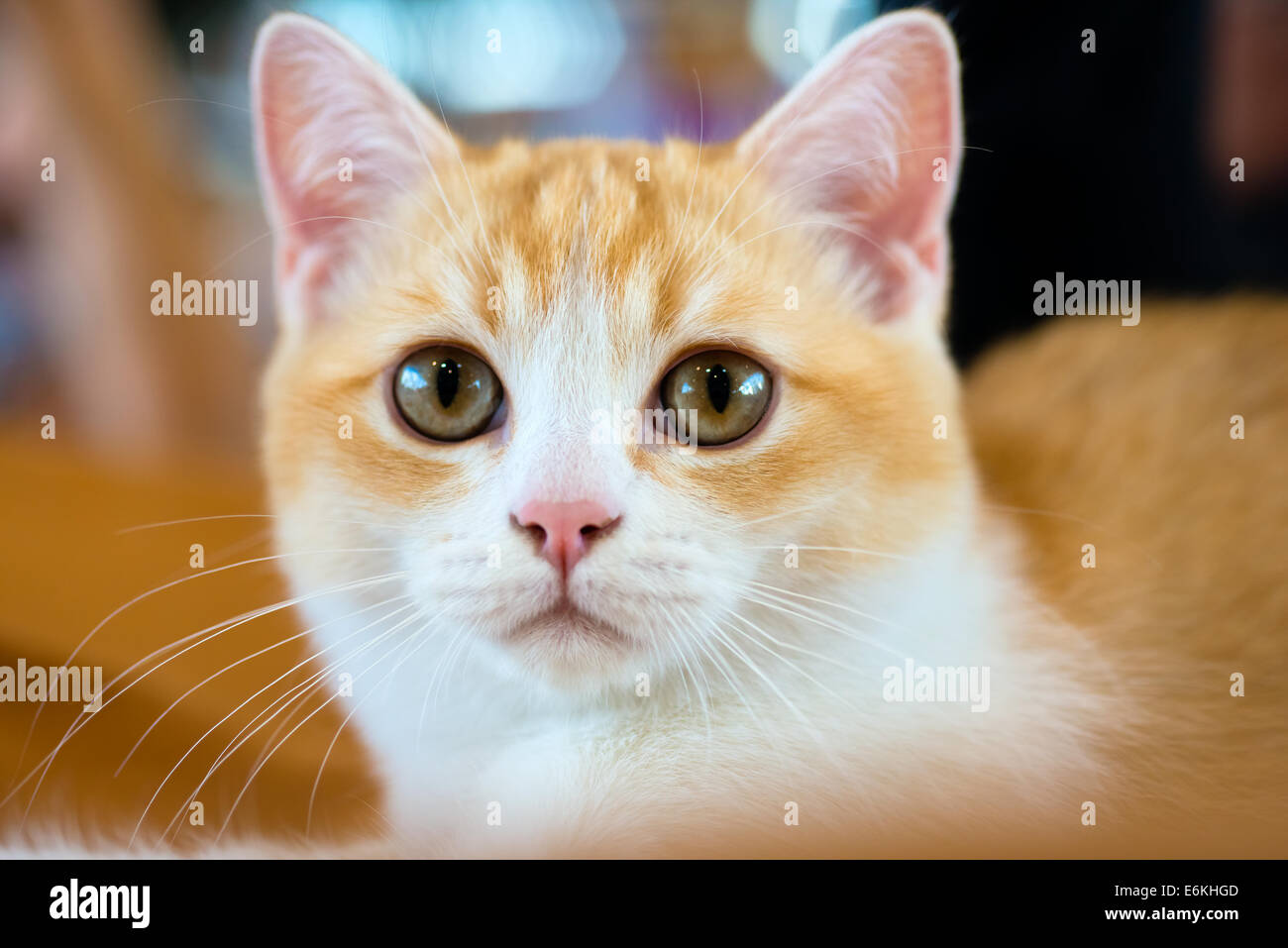 Animals: close-up portrait of young British shorthair bicolour cat Stock Photo