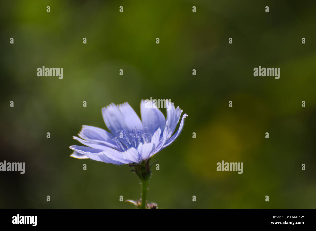 Closeup of a chicory flower at natural green background Stock Photo Alamy