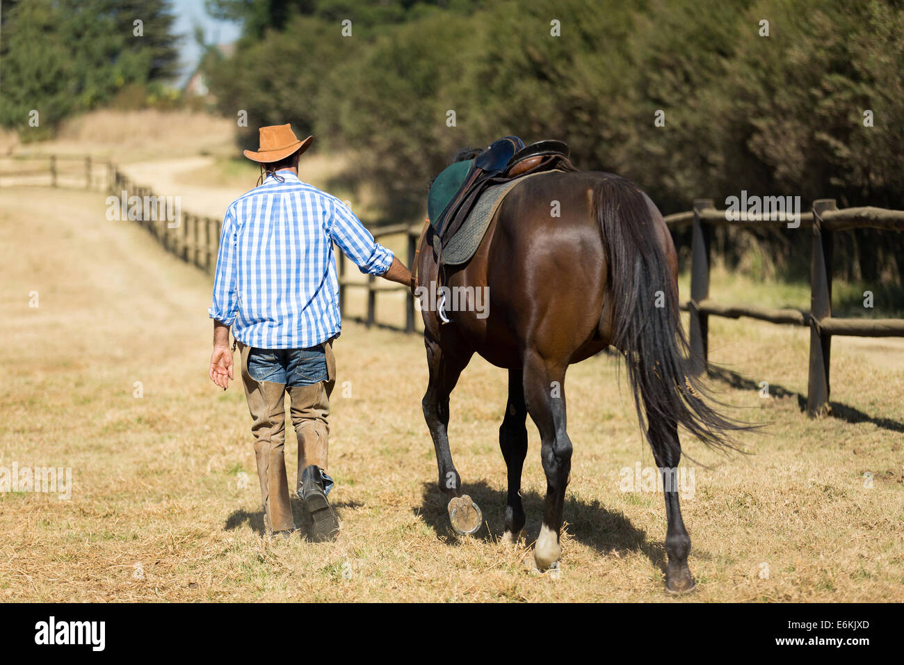 rear view of cowboy walking with his horse Stock Photo - Alamy