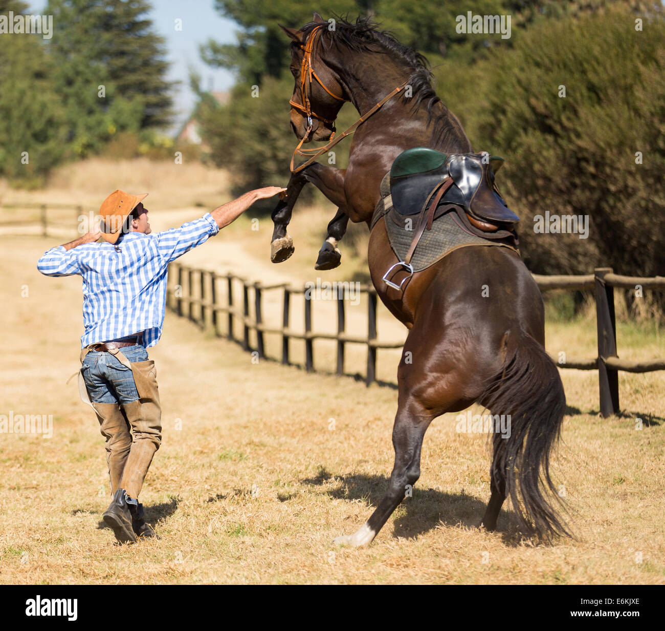 cowboy trying to control his horse Stock Photo