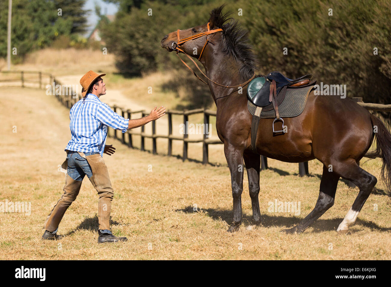 breeder trying to calm down his horse Stock Photo Alamy