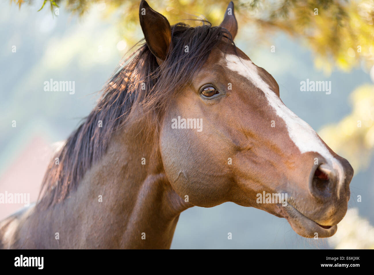 close up of an purebred racing horse Stock Photo