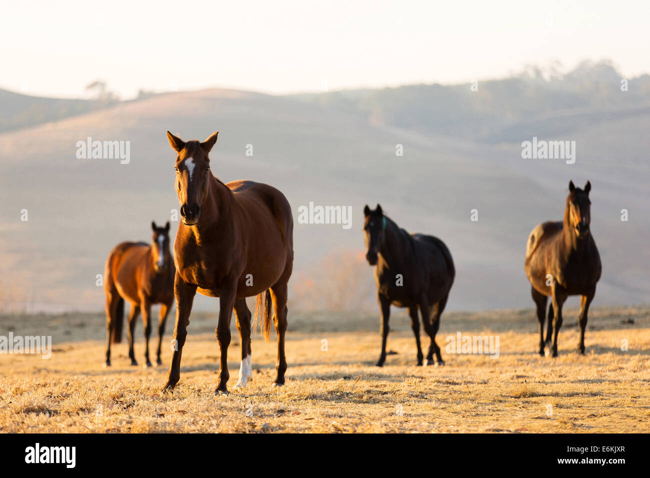 Horses herd beautiful hi-res stock photography and images - Alamy