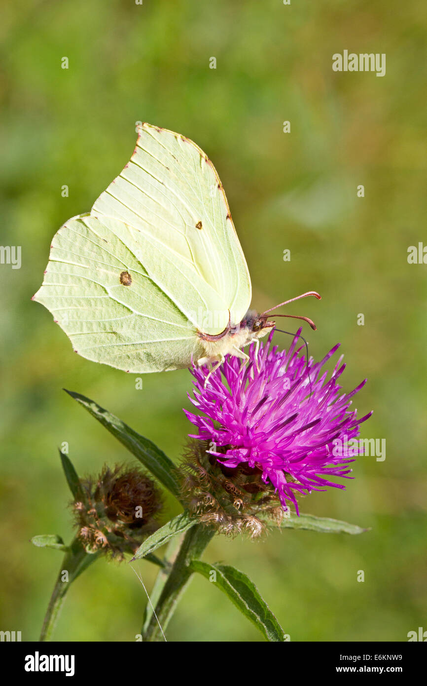 Female Brimstone butterfly  feeding on thistle Stock Photo