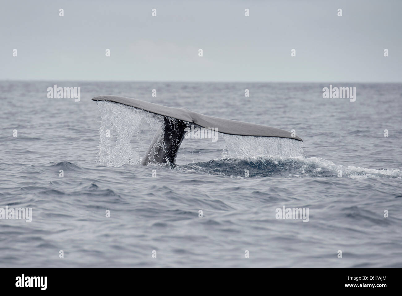 Sperm Whale, Physeter macrocephalus, fluking at the surface. Azores, Atlantic Ocean. Stock Photo