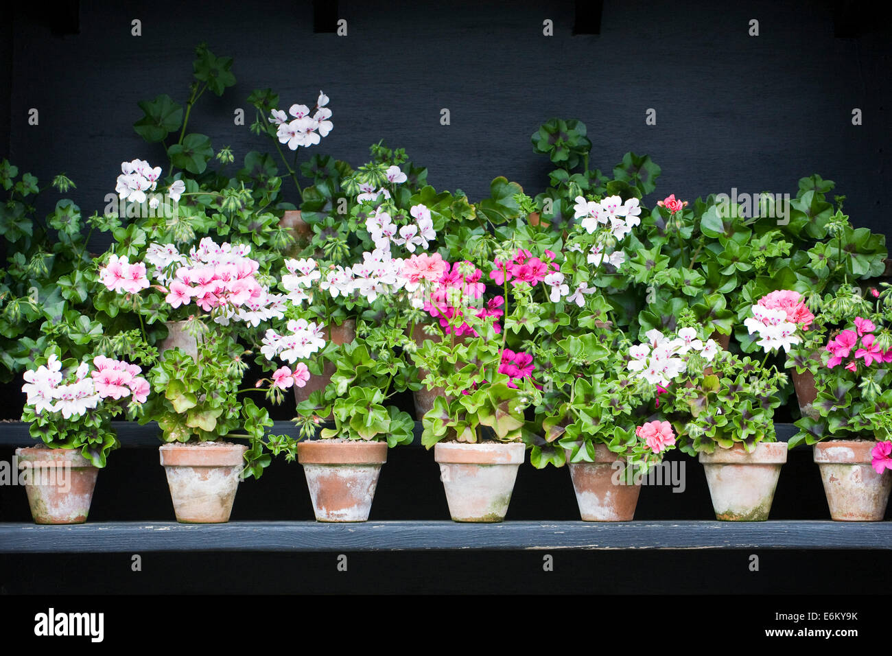 Pelargoniums in a plant theatre at RHS Harlow Carr, North Yorkshire. Stock Photo