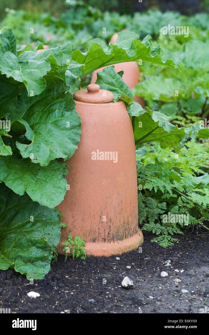 Rheum. Rhubarb behind a traditional forcing pot. Stock Photo