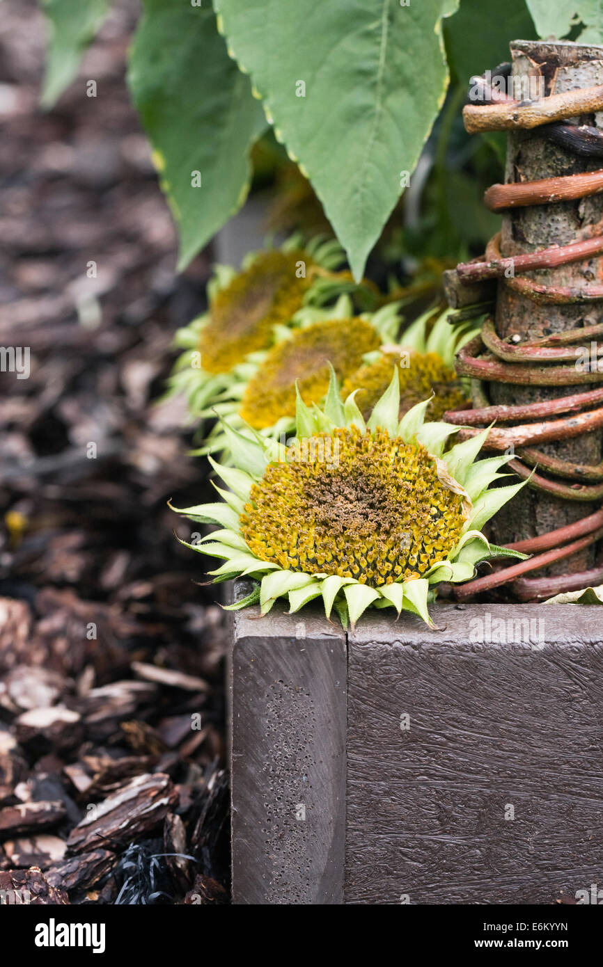 Helianthus annuus. Sunflower seed heads left in the garden for the birds. Stock Photo
