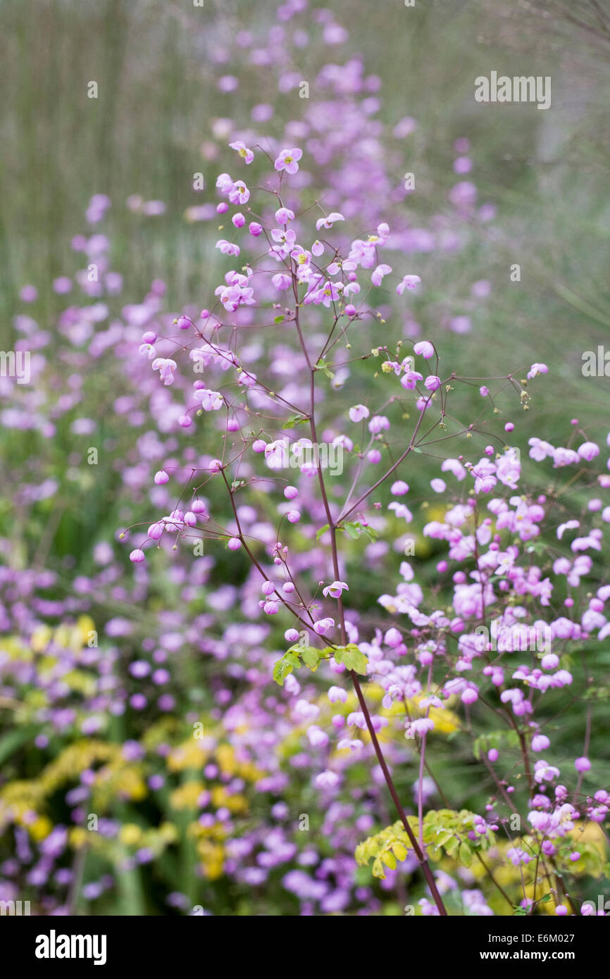 Thalictrum 'Splendide'. Meadow Rue growing in an herbaceous border. Stock Photo