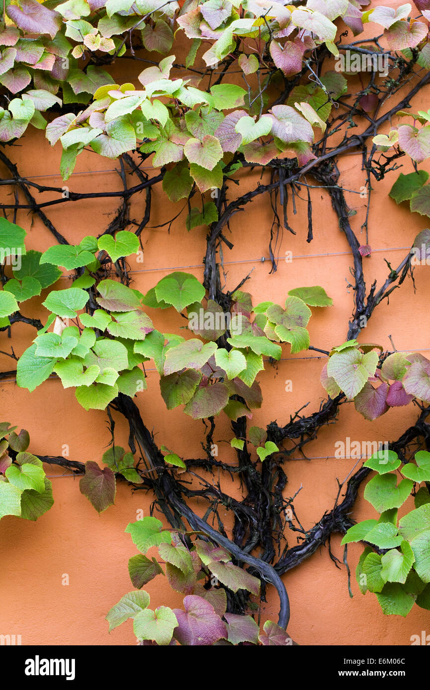 Vitis coignetiae. Crimson glory vine growing against an orange wall at RHS Harlow Carr. Stock Photo