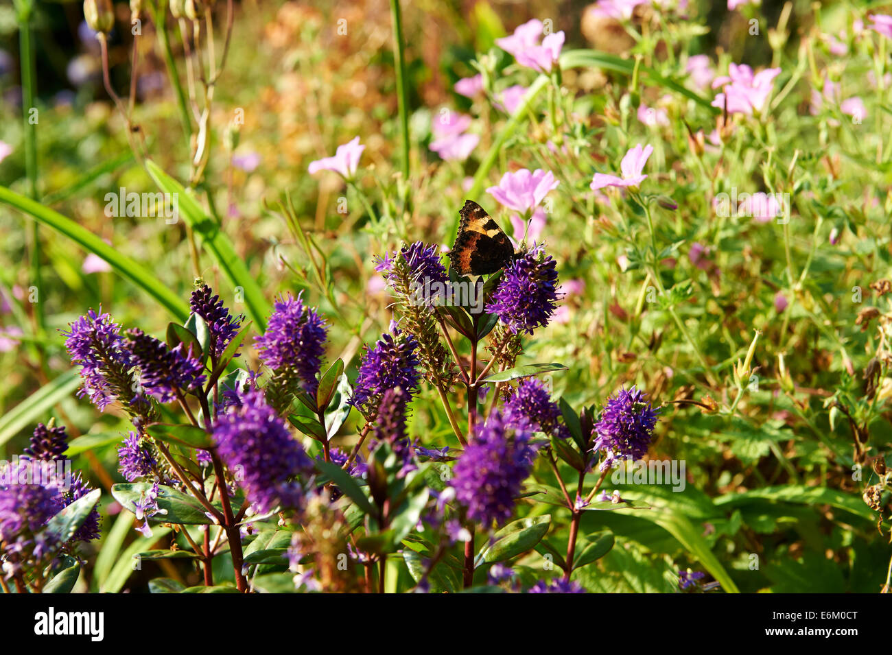 Summer Garden Flowers, Hebe, Geranium cinereum with Small Tortoiseshell Butterfly Aglais urticae. Stock Photo