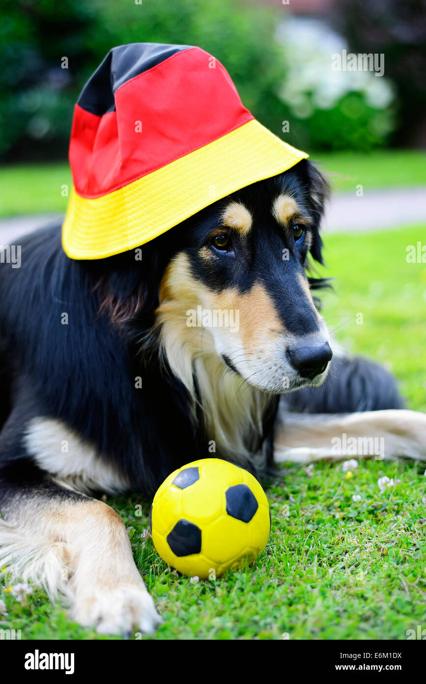 Collie-Retriever-Mischling mit Deutschland-Hut, Fußball-WM Stock Photo