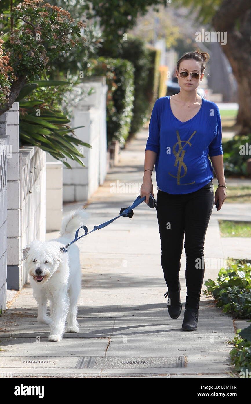 Olivia Wilde Takes Her Dog Paco To A Vets In West Hollywood Featuring Olivia Wilde Where Los Angeles California United States When 20 Feb 2014 Stock Photo Alamy