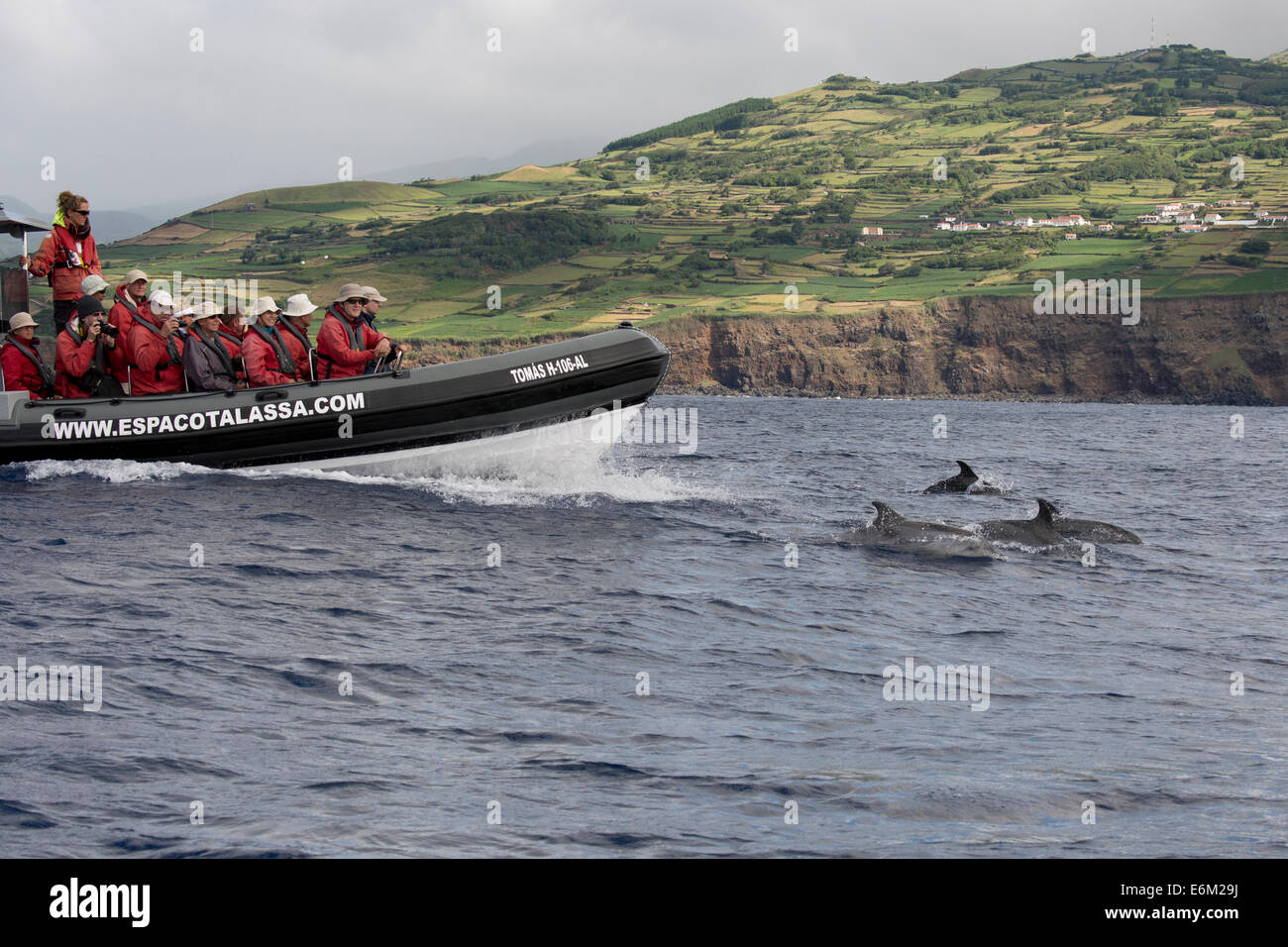 Tourists watch an Atlantic Spotted Dolphin (Stenella frontalis) during a Whale-Watching trip. Azores, Atlantic Ocean. Stock Photo