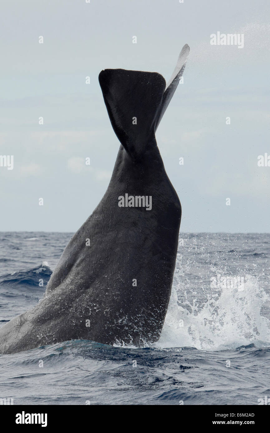 Sperm Whale, Physeter macrocephalus, lob-tailing at the surface. Azores, Atlantic Ocean. Stock Photo