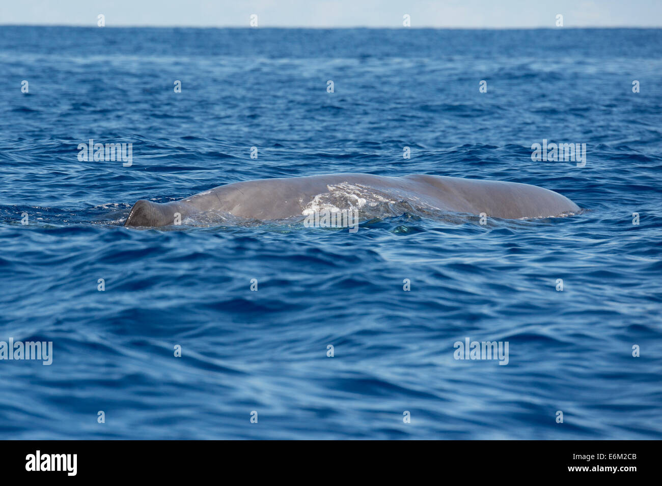 Sperm Whale, Physeter macrocephalus, floating at the surface. Azores, Atlantic Ocean. Stock Photo