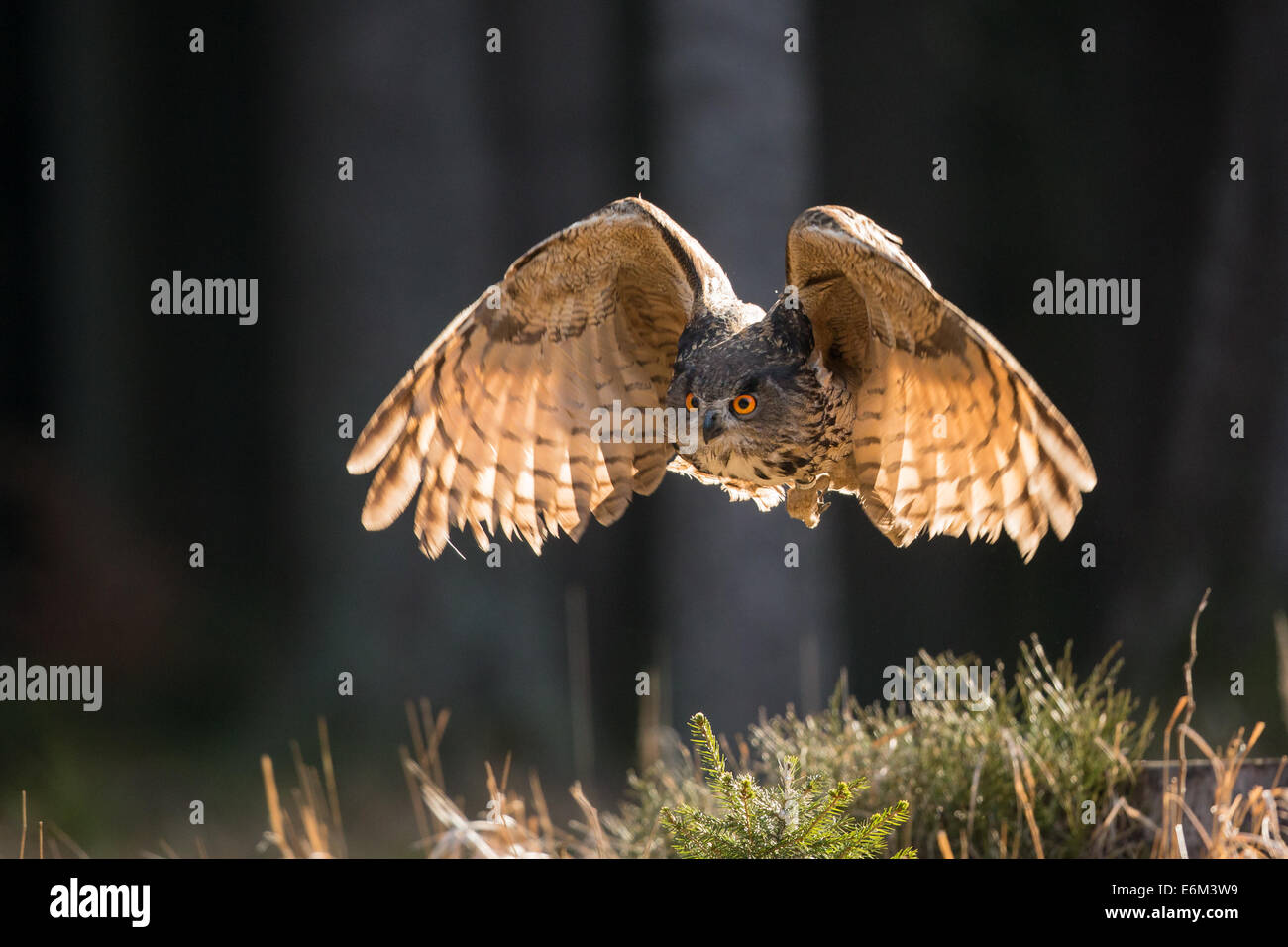 Eurasian Eagle Owl (Bubo bubo) in flight, backlit Stock Photo