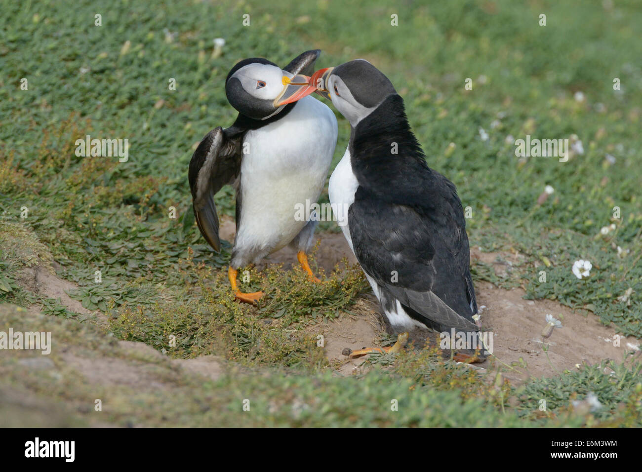 Puffin (Fratercula arctica) gripping on beak of another Stock Photo