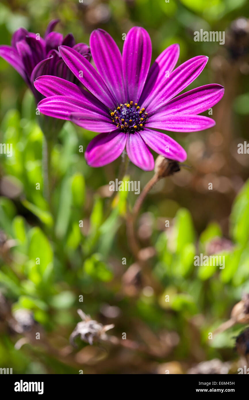 osteospermum with bright purple petals Stock Photo